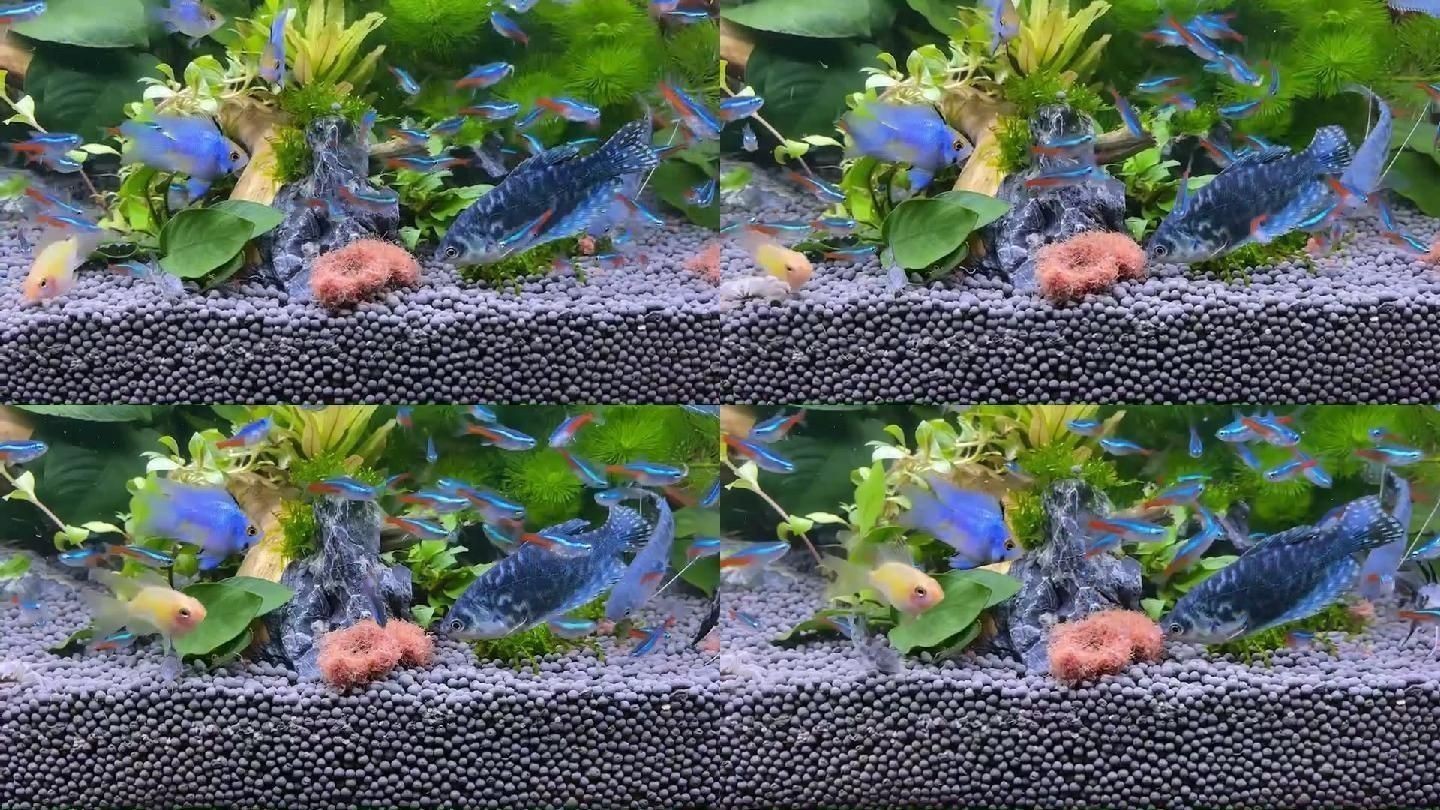 紅線蟲魚缸（紅線蟲在魚缸中的作用） 紅線蟲魚缸（紅線蟲在魚缸中的作用） 魚缸百科 第2張