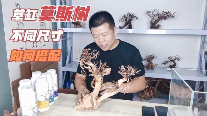 樹景魚缸：樹景魚缸適合養哪些魚