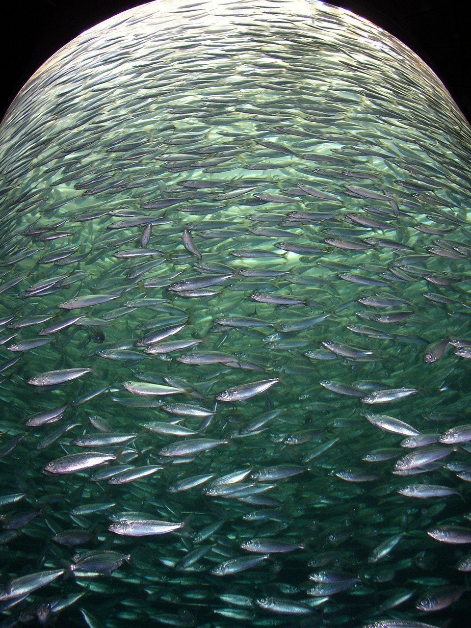 湛江市霞山區(qū)魚魚得水觀賞魚館（湛江市霞山區(qū)魚魚得水觀賞魚館地址）