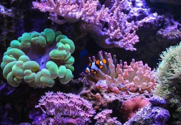 魚缸珊瑚的養殖方法：關于魚缸珊瑚的養殖方法