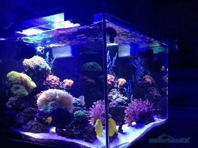 魚缸珊瑚的養殖方法：關于魚缸珊瑚的養殖方法