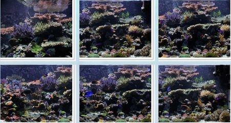 魚缸珊瑚的養殖方法：關于魚缸珊瑚的養殖方法