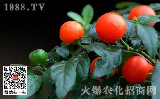 魚缸珊瑚的養殖方法：關于魚缸珊瑚的養殖方法