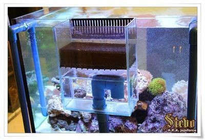 魚缸珊瑚的養殖方法：關于魚缸珊瑚的養殖方法