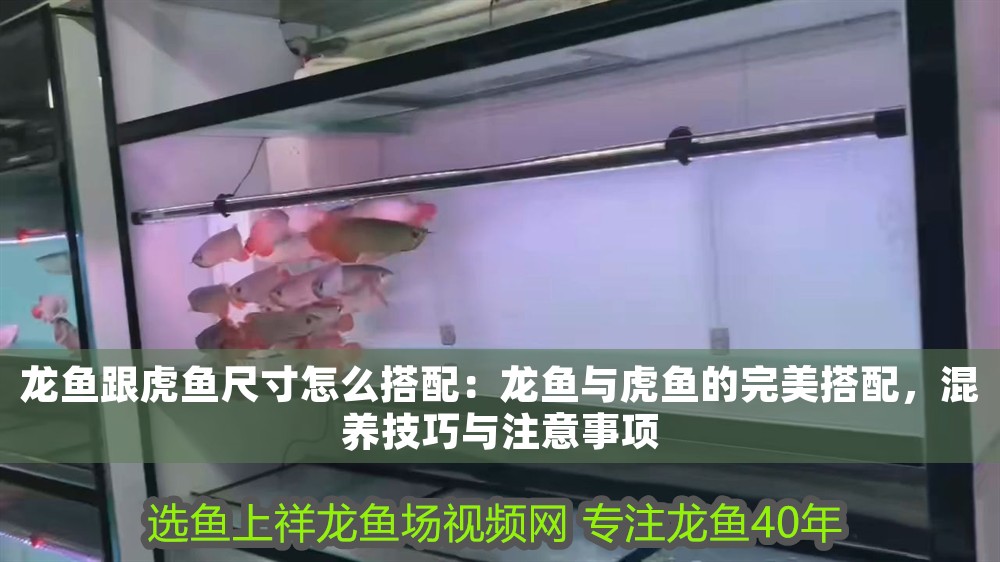 龍魚跟虎魚尺寸怎么搭配：龍魚與虎魚的完美搭配，混養技巧與注意事項