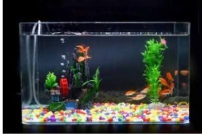 哪種魚缸質(zhì)量好又便宜 哪種魚缸質(zhì)量好又便宜 魚缸百科 第3張