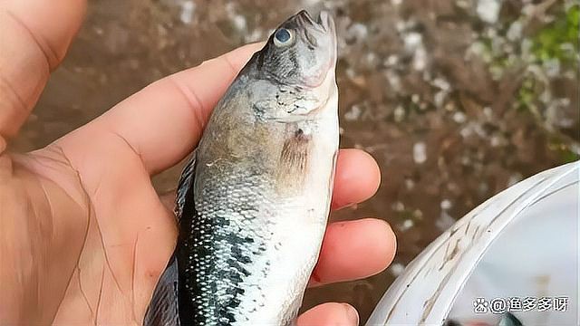 魚身上長白毛