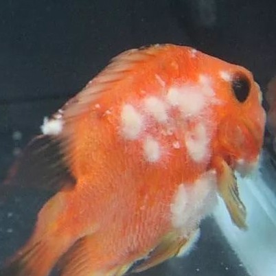 魚身上長白毛
