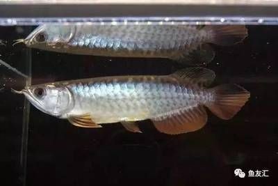 龍魚(yú)魚(yú)鰭充血能自愈嗎，龍魚(yú)魚(yú)鰭充血能否自愈 龍魚(yú)魚(yú)鰭充血能自愈嗎，龍魚(yú)魚(yú)鰭充血能否自愈 龍魚(yú)百科 第1張