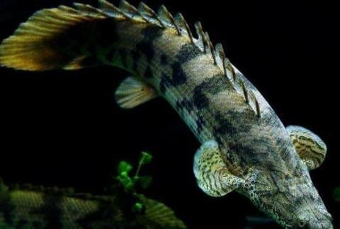 恐龍魚是啥（恐龍魚是一種虛構的起源于恐龍魚的起源于其起源于其起源）