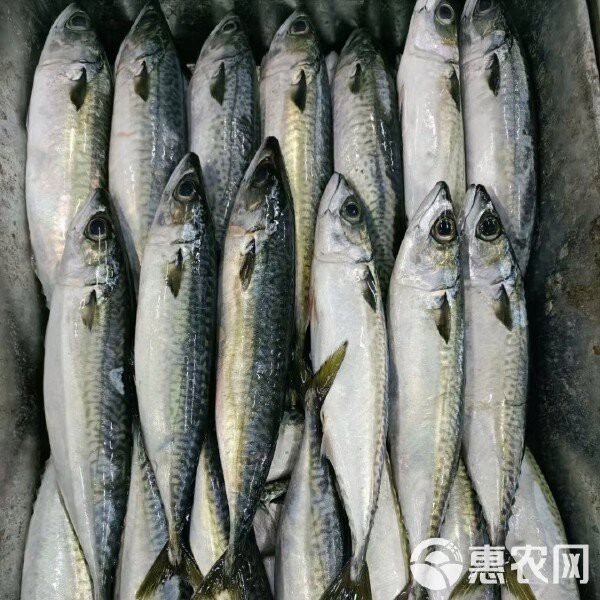 青花魚(yú)在國(guó)內(nèi)叫什么魚(yú) 青花魚(yú)在國(guó)內(nèi)叫什么魚(yú) 龍魚(yú)論壇 第4張