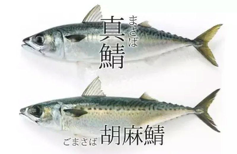 青花魚(yú)在國(guó)內(nèi)叫什么魚(yú) 青花魚(yú)在國(guó)內(nèi)叫什么魚(yú) 龍魚(yú)論壇 第5張