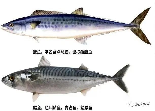 青花魚(yú)在國(guó)內(nèi)叫什么魚(yú) 青花魚(yú)在國(guó)內(nèi)叫什么魚(yú) 龍魚(yú)論壇 第3張
