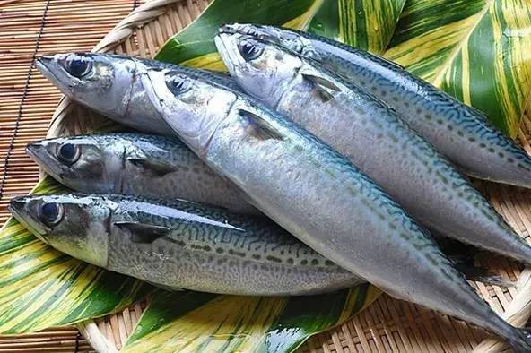 青花魚(yú)在國(guó)內(nèi)叫什么魚(yú) 青花魚(yú)在國(guó)內(nèi)叫什么魚(yú) 龍魚(yú)論壇 第10張