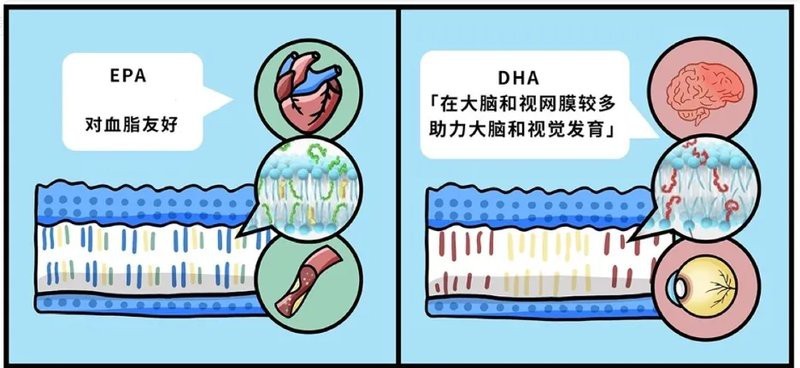 青花魚(yú)在國(guó)內(nèi)叫什么魚(yú) 青花魚(yú)在國(guó)內(nèi)叫什么魚(yú) 龍魚(yú)論壇 第14張