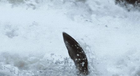 青花魚(yú)在國(guó)內(nèi)叫什么魚(yú) 青花魚(yú)在國(guó)內(nèi)叫什么魚(yú) 龍魚(yú)論壇 第13張