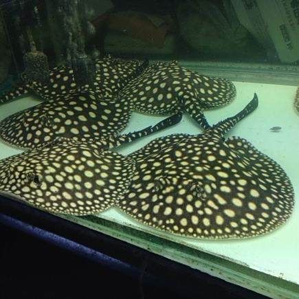魟魚最忌3種顏色