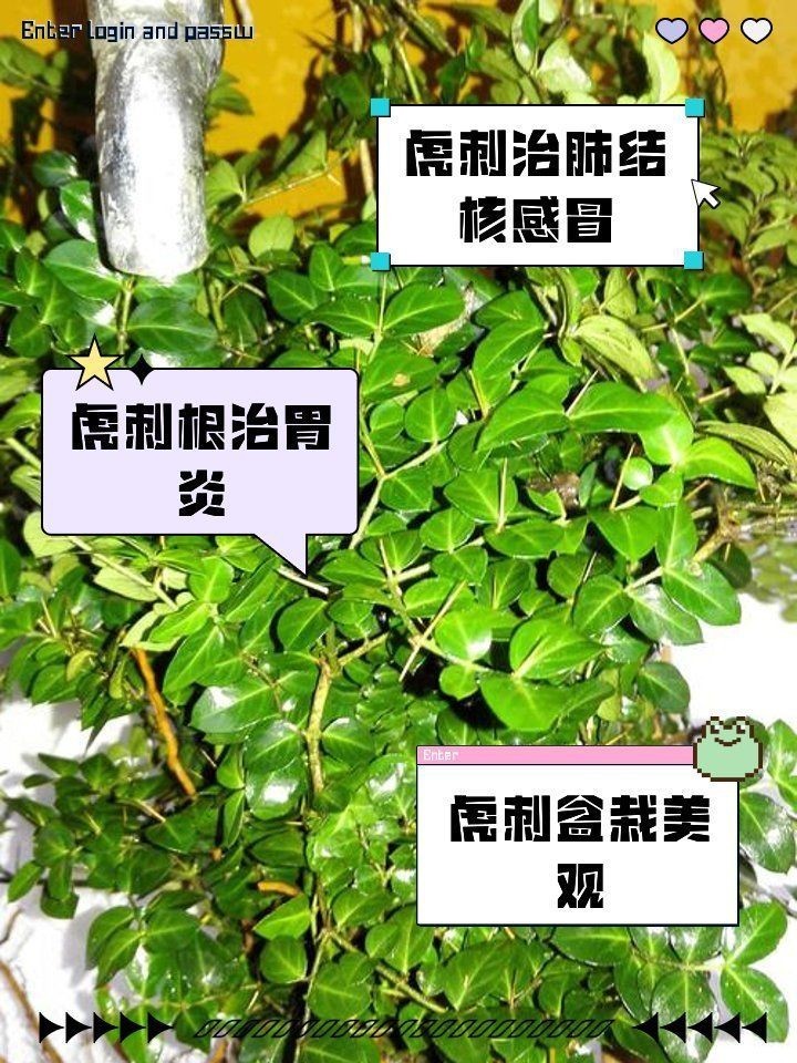 虎刺的功效與作用