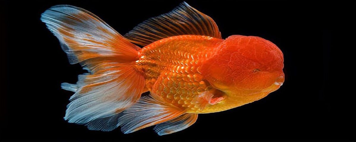 紅國獅金魚好養嗎 紅國獅金魚好養嗎 龍魚論壇 第3張