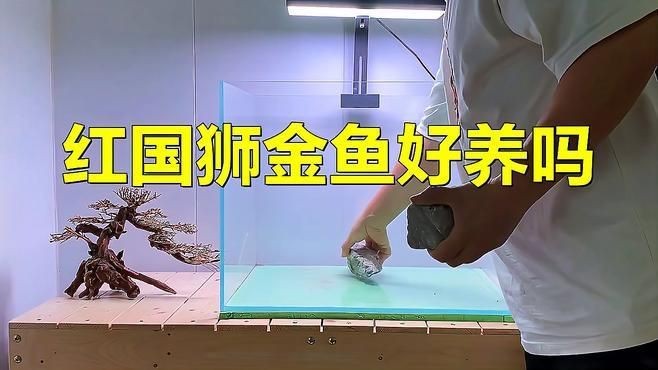 紅國獅金魚好養嗎 紅國獅金魚好養嗎 龍魚論壇 第9張