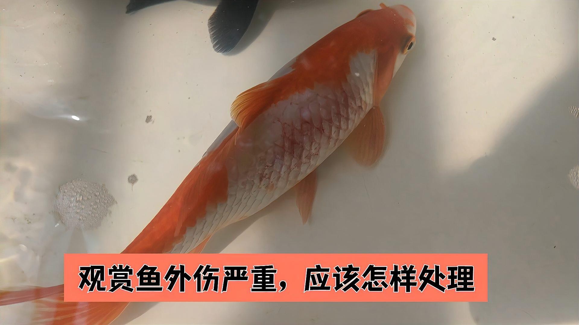 銀龍魚嘴撞破了怎么辦啊 銀龍魚嘴撞破了怎么辦啊 龍魚百科 第7張