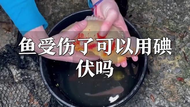 銀龍魚嘴撞破了怎么辦啊 銀龍魚嘴撞破了怎么辦啊 龍魚百科 第4張