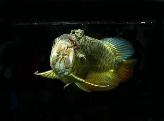揭陽市東山區東興華鱗水族店