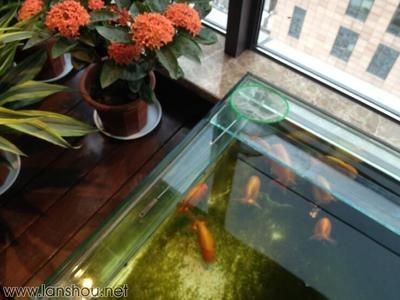 高大上的魚缸不僅能作為觀賞魚的家園，還能成為裝飾的一部分：如何選擇一個高大上的魚缸 高大上的魚缸不僅能作為觀賞魚的家園，還能成為裝飾的一部分：如何選擇一個高大上的魚缸 魚缸百科 第3張
