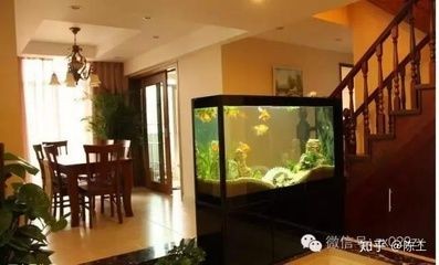 高大上的魚缸不僅能作為觀賞魚的家園，還能成為裝飾的一部分：如何選擇一個高大上的魚缸 高大上的魚缸不僅能作為觀賞魚的家園，還能成為裝飾的一部分：如何選擇一個高大上的魚缸 魚缸百科 第1張