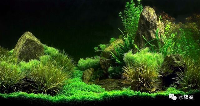 高大上的魚缸不僅能作為觀賞魚的家園，還能成為裝飾的一部分：如何選擇一個高大上的魚缸 高大上的魚缸不僅能作為觀賞魚的家園，還能成為裝飾的一部分：如何選擇一個高大上的魚缸 魚缸百科 第4張