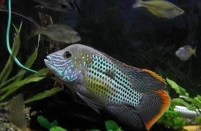 不適合混養(yǎng)的觀賞魚排名第7（不適合與其他魚類混養(yǎng)的觀賞魚排名第七名是大顎小脂鯉）
