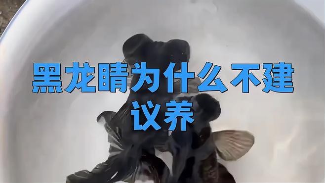 龍睛金魚為什么不建議養(yǎng)了 龍睛金魚為什么不建議養(yǎng)了 龍魚論壇 第3張