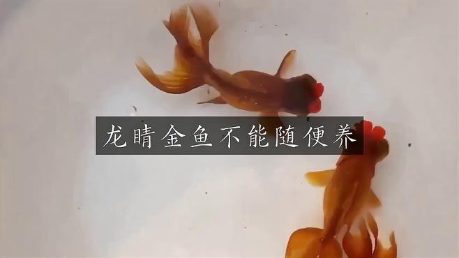 龍睛金魚為什么不建議養(yǎng)了 龍睛金魚為什么不建議養(yǎng)了 龍魚論壇 第4張