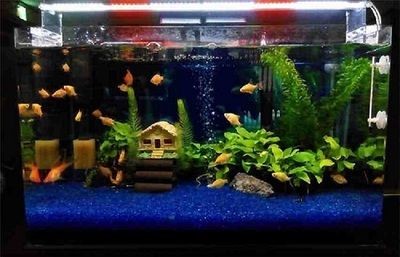給大魚缸換水作文怎么寫（關于魚缸換水的科學原理）