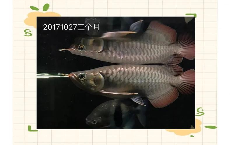 鯽魚品種介紹圖片