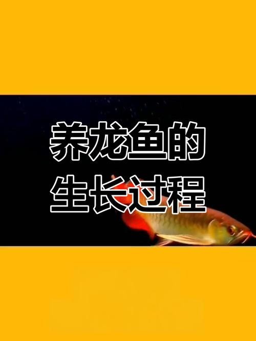 鯽魚品種介紹圖片