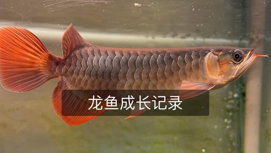 鯽魚品種介紹圖片