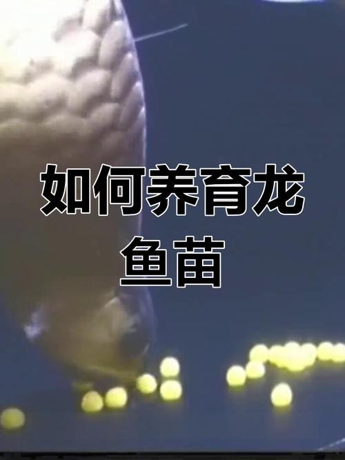 鯽魚品種介紹圖片