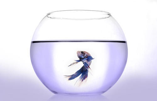 十大頂級進(jìn)口魚缸品牌