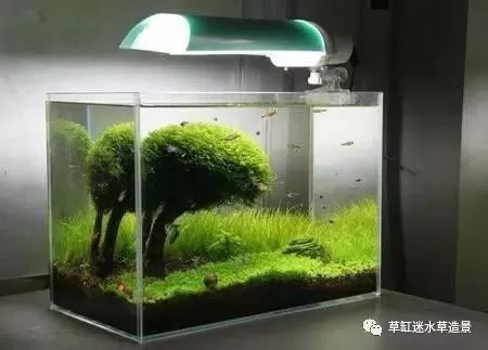 魚缸莫斯樹用什么慕斯：關(guān)于魚缸莫斯樹適用的莫斯種類及特點