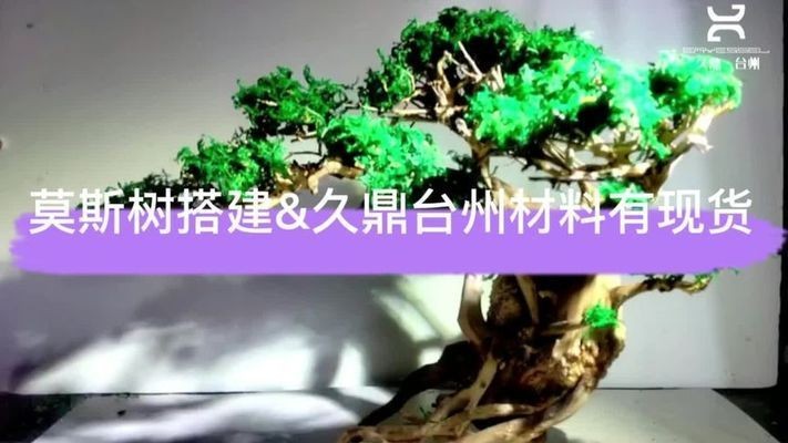 魚缸莫斯樹用什么慕斯：關(guān)于魚缸莫斯樹適用的莫斯種類及特點