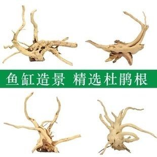 魚缸莫斯樹用什么慕斯：關(guān)于魚缸莫斯樹適用的莫斯種類及特點