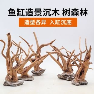 魚缸莫斯樹用什么慕斯：關(guān)于魚缸莫斯樹適用的莫斯種類及特點