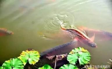 龍魚不游總在上面不動正常嗎：龍魚不游動可能有多種原因，主要包括以下幾個主要原因