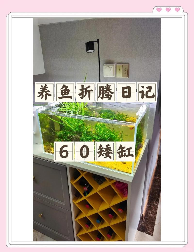 魚缸寬60cm的參照物 魚缸寬60cm的參照物 龍魚論壇 第3張