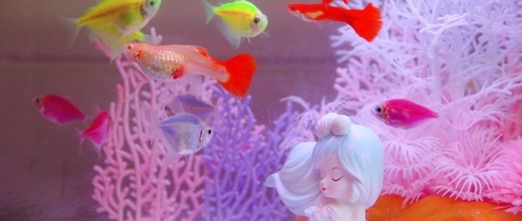 畫法幾何魚缸安裝視頻:“畫法幾何魚缸安裝視頻詳情”畫法幾何魚缸安裝步驟 魚缸百科 第5張 畫法幾何魚缸安裝視頻:“畫法幾何魚缸安裝視頻詳情”畫法幾何魚缸安裝步驟 畫法幾何魚缸安裝視頻:“畫法幾何魚缸安裝視頻詳情”畫法幾何魚缸安裝步驟 魚缸百科 第5張
