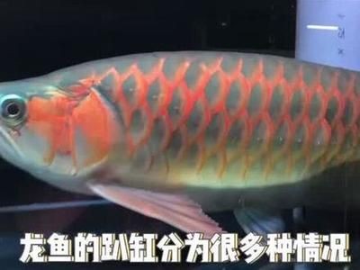 龍魚雞心適合孕婦食用，高尿酸或痛風(fēng)患者要少吃，輕松復(fù)刻~，龍魚雞心怎么做好吃？