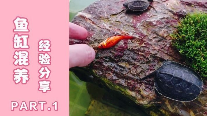 混養魚缸布局優化方案：混養魚缸布局優化