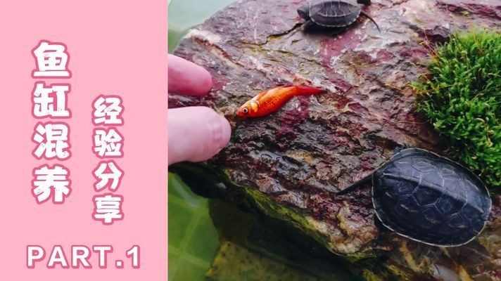 混養魚缸布局優化方案：混養魚缸布局優化