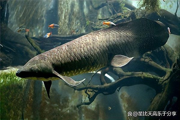 肺魚是淡水魚還是海水魚